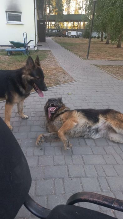 Кобель для вязки