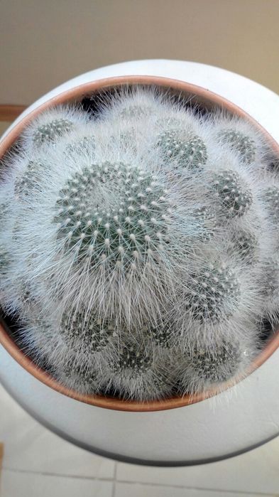 Кактус Rebutia senilis