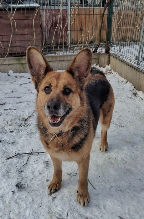 Mix owczarek niemiecki suczka Esi czeka na dom