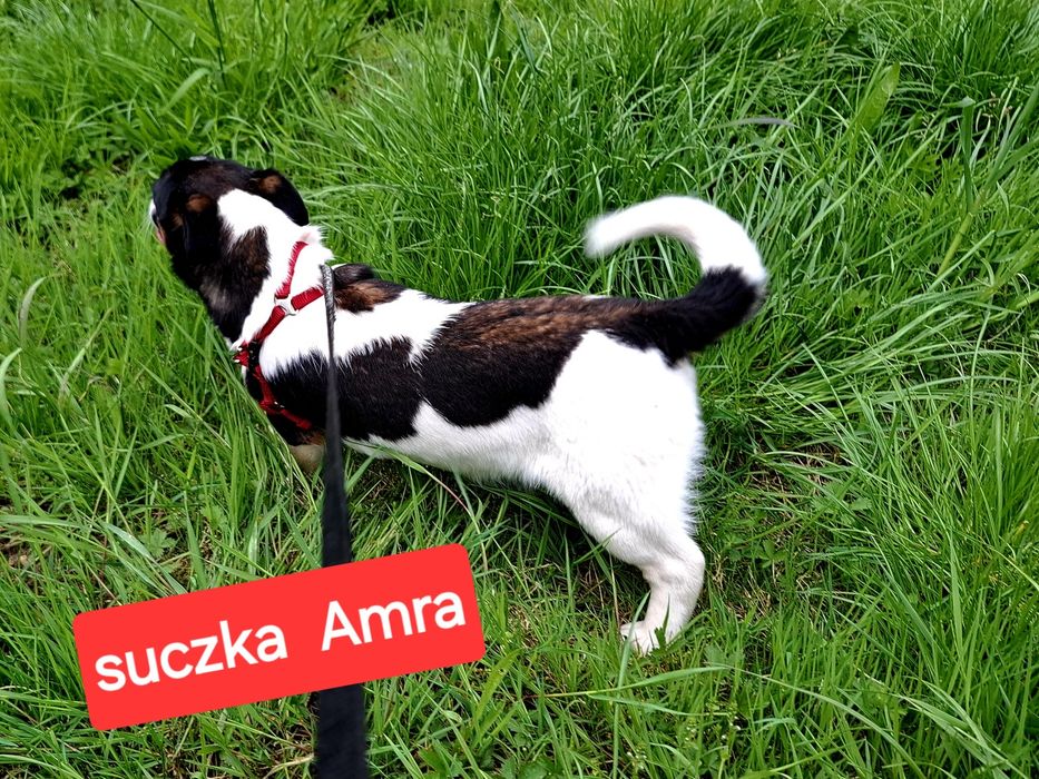 Słodka Amra !!! Jack Russell Terrier krótkie nóżki RODZICEWHODOWLI