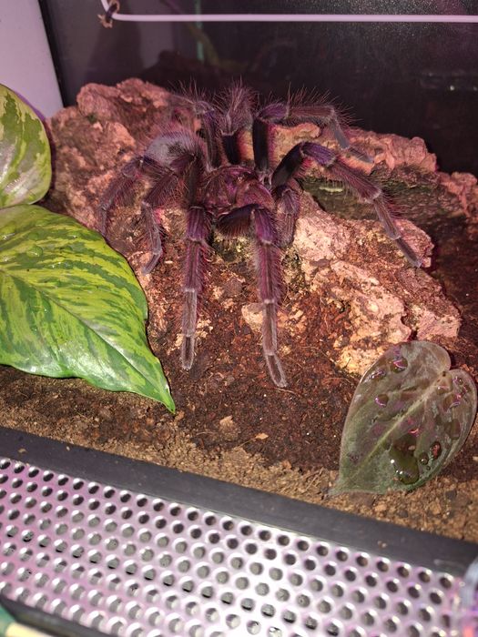 Theraphosa apophysis dorosły samiec