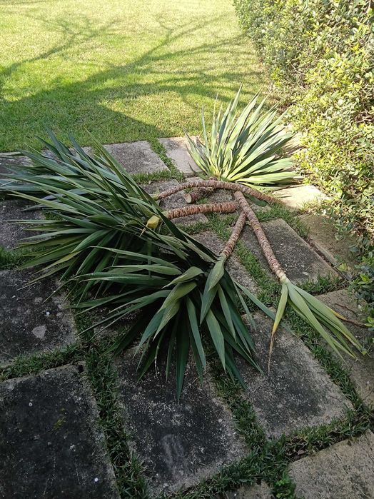 Planta Yucca 3 unidades