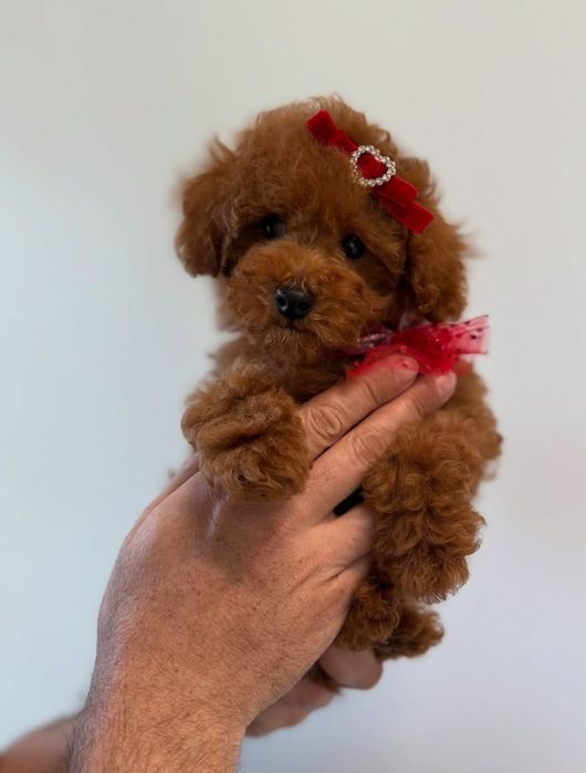 Малишка .Ред Браун той пудель