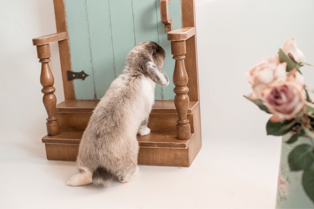 Міні ЛоП кролик декоративний