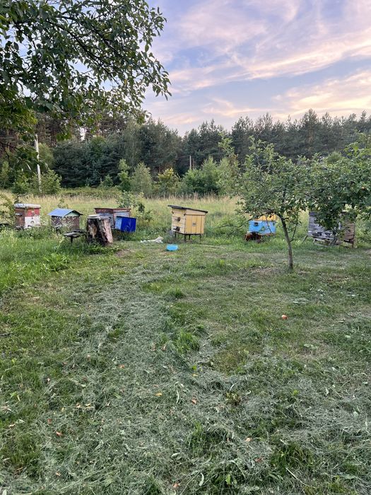 Вулики пасіка бджоли