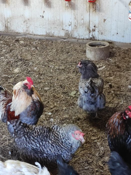 Пасхальні кольорові яйця мікс