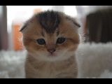 Золота шиншила шотландка