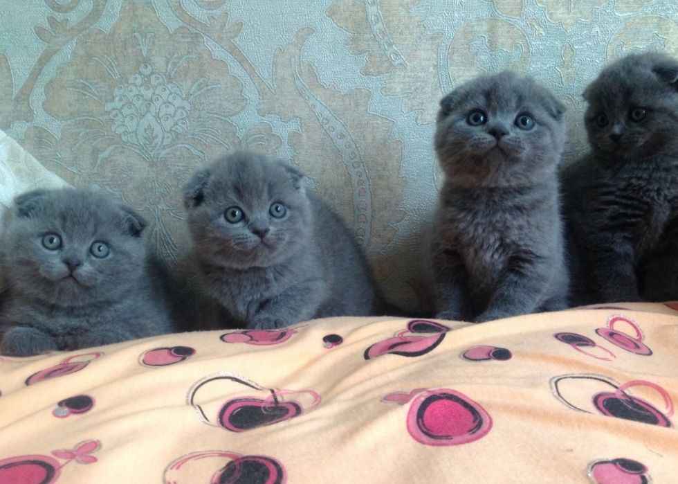 Шотландские вислоухие котята