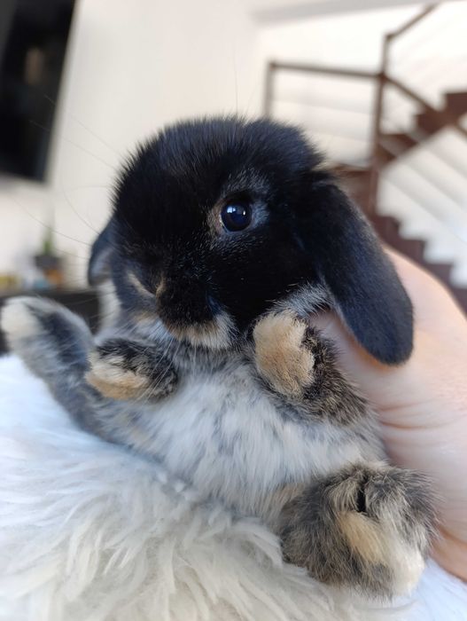 Mini lop karzełek Teddy hodowla zarejestrowana