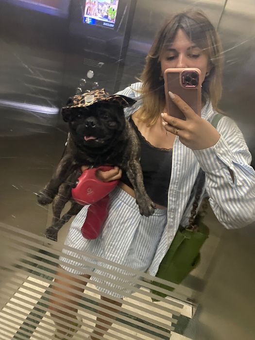 Злучка французького бульдога