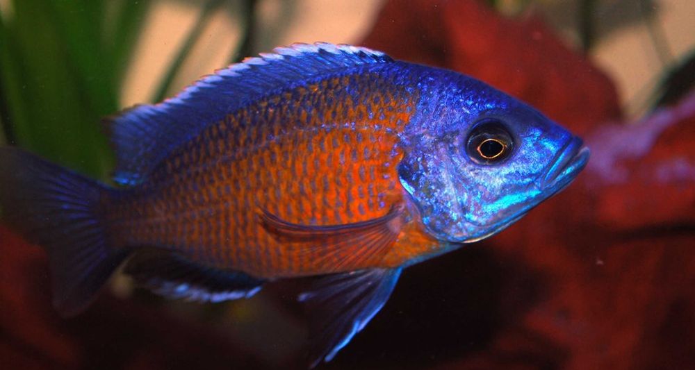 Pyszczak Borleya - Copadichromis borleyi - dowozimy, wysyłamy
