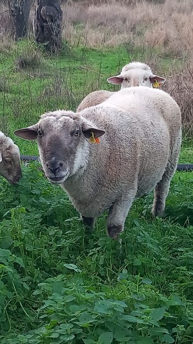 Vendo Carneiro cruzado com solfolk e com il de france