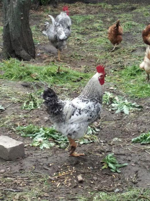 Продаю молодого півня 1 рік