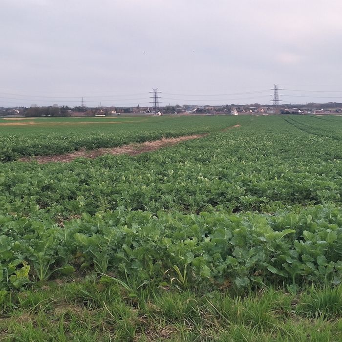 Działka Wieszowa Racławicka