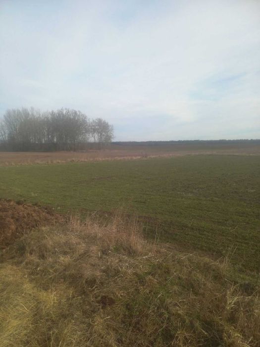 Продається земельна діляка в смт. Стрижавка 6828