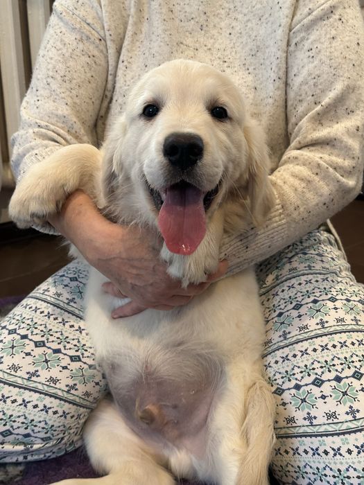 Golden retrever piesek z rodowodem FCI FCI