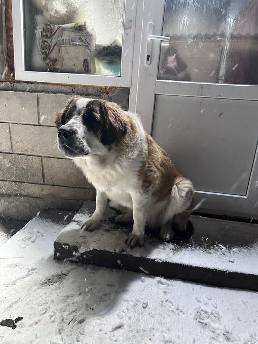 Віддам в добрі руки чистокровна Московська Сторожева 11 місяців