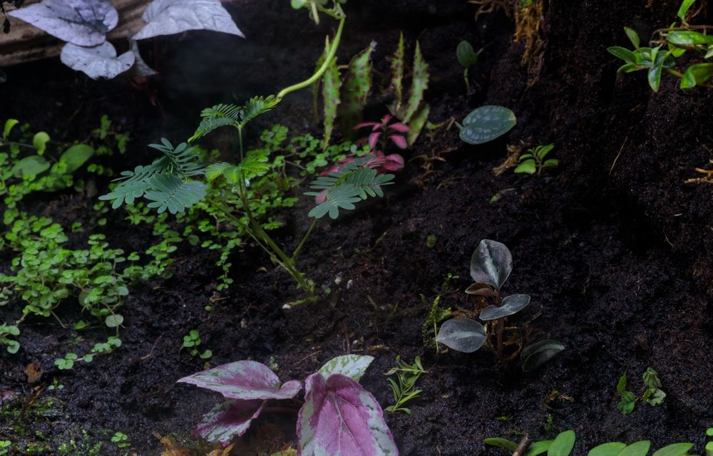 Terrarium 120x70x50 narożne z szafką dąb Craft szary