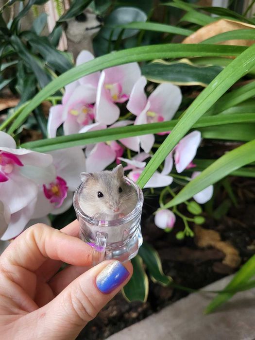 Хомячки джунгарские