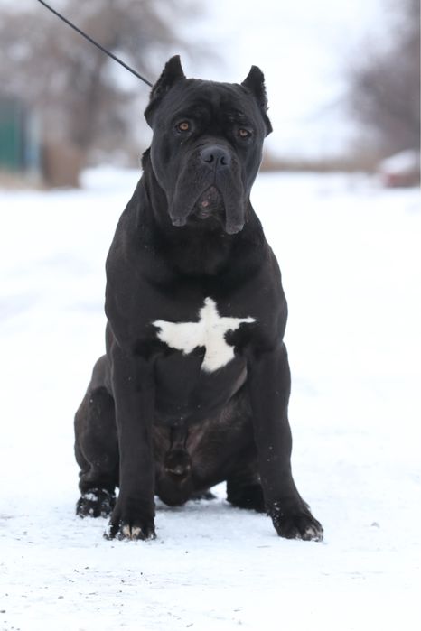 Черный мальчик  кане корсо Тор