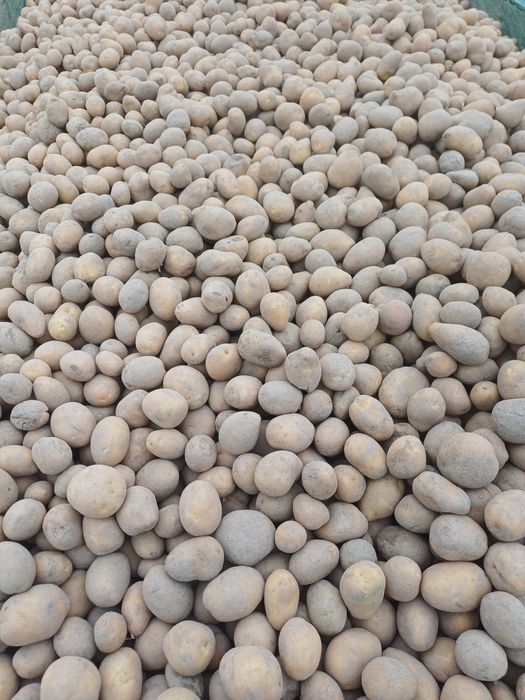 Drobna soraya jak sadzeniak