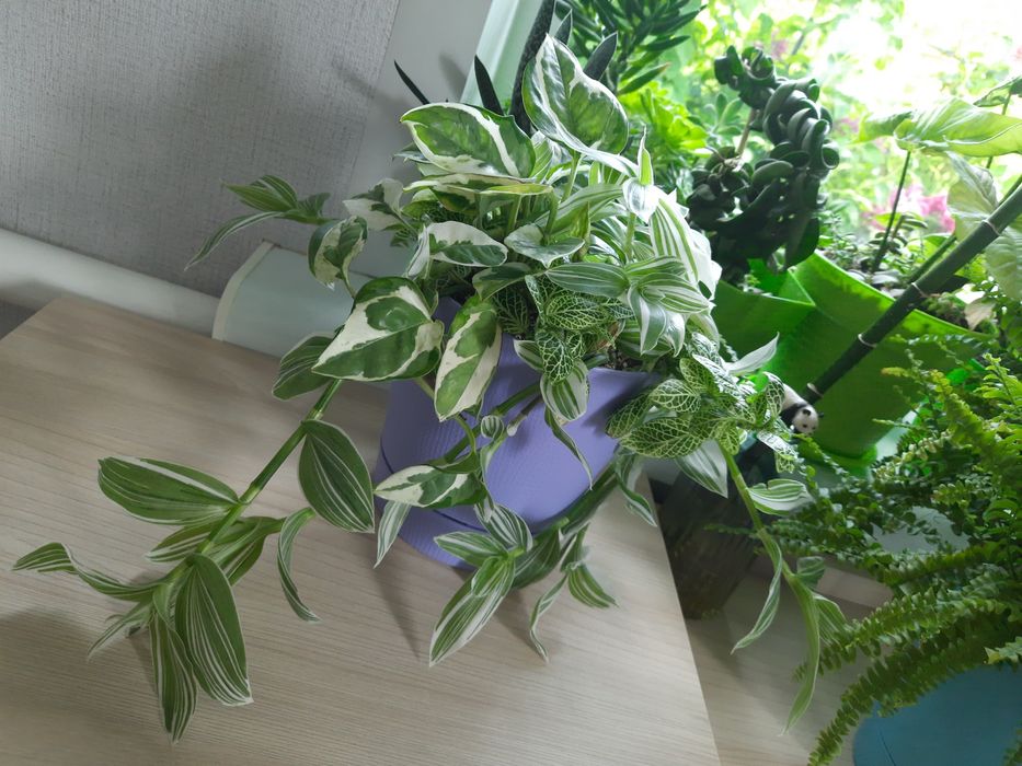 Набір квітів всі варієгатні. Піктус, Традесканція, Енджой, Фіттонія