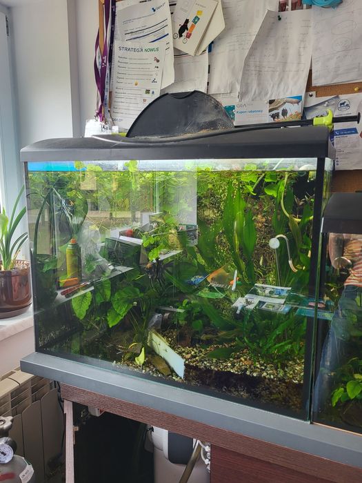 Akwaria z roślinami
