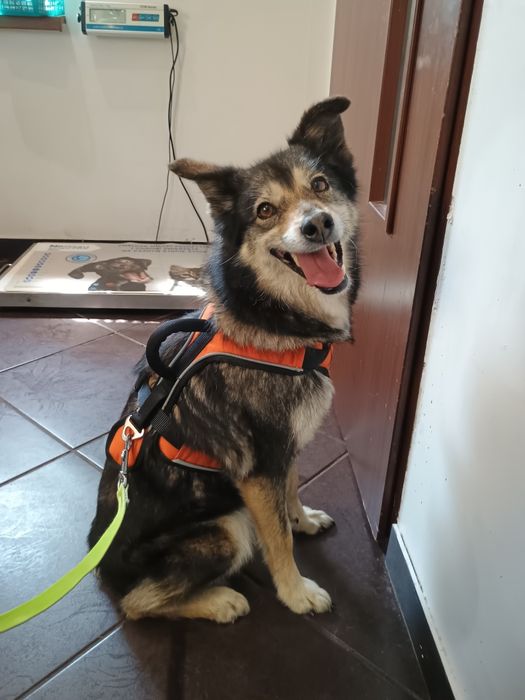 Bella - delikatna sunia szuka domu pies adopcja