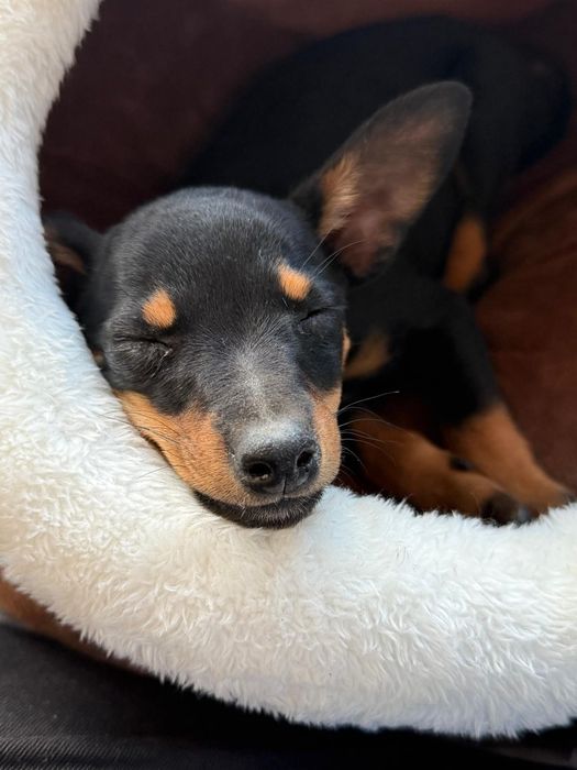 Pinscher pequeno