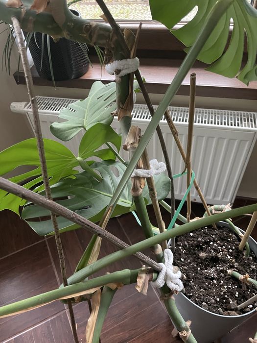 Monstera kwiat olbrzymia zadbana