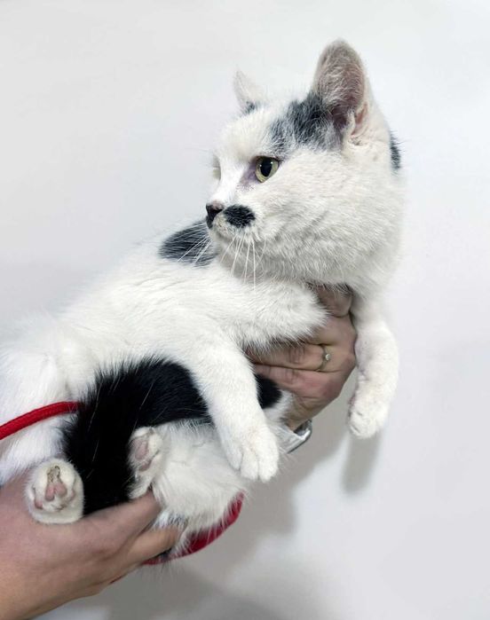 Zojka, starsza kotka marzy o ciepłym kąciku