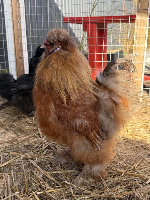 Півник Китайської шовкової