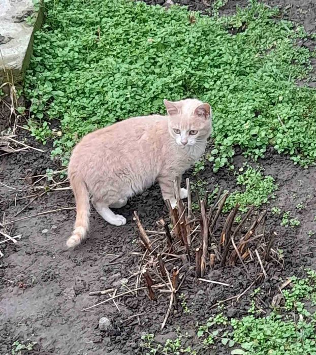 Віддам кошеня у добрі руки