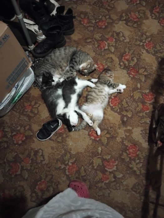 Отдам бесплатно котят