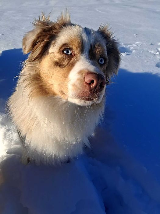 Miniaturowy owczarek amerykański FCI MAS ZAPOWIEDŹ