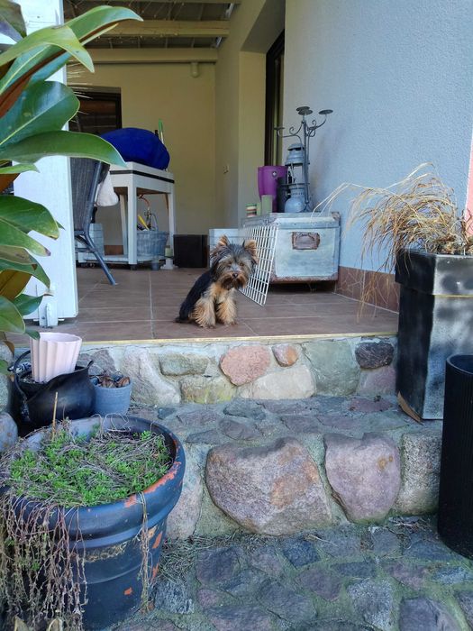 Sprzedam Yorkshire Terrier