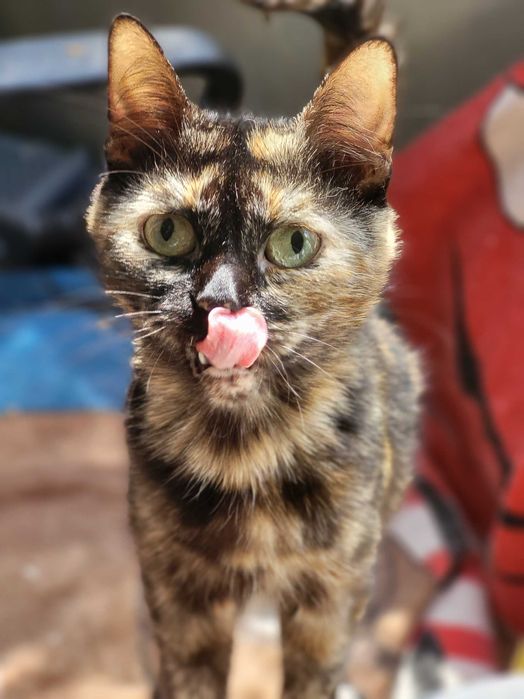 Кошечка Касиопея ищет дом