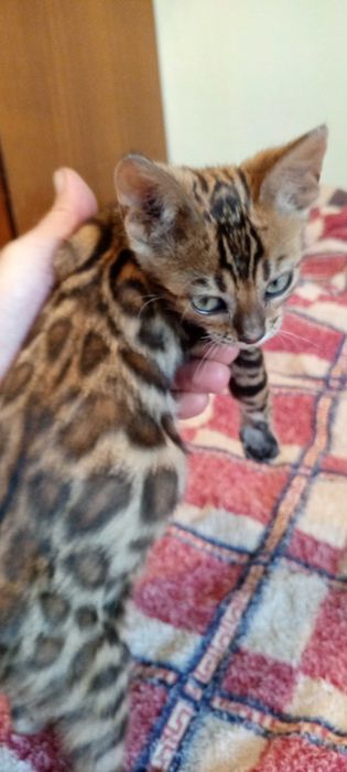 Бенгальские котята — маленькие леопарды у вас дома!
