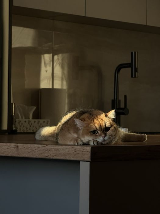 Шотланська дівчинка фолд, в забарвленні срібна шиншила