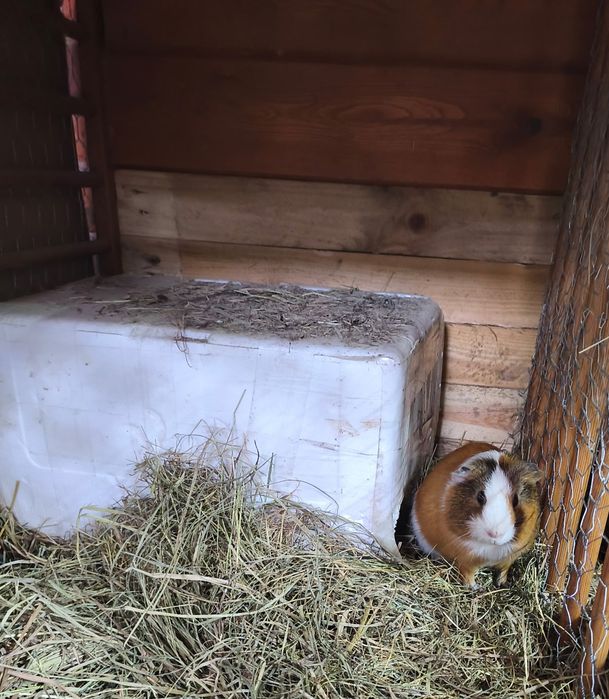 Sprzedam  świnki morskie