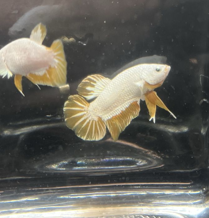 Macho betta splendens