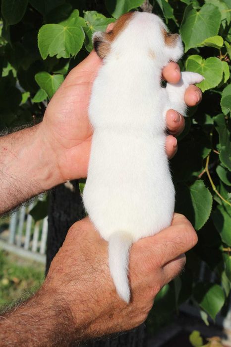 Cachorro Jack Russel TOP