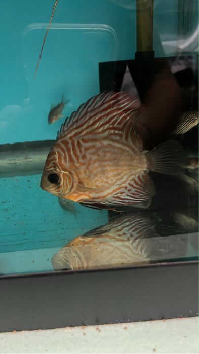 Discus Adultos