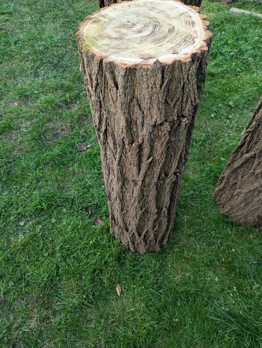 Pień akacja rubinowa 30x100