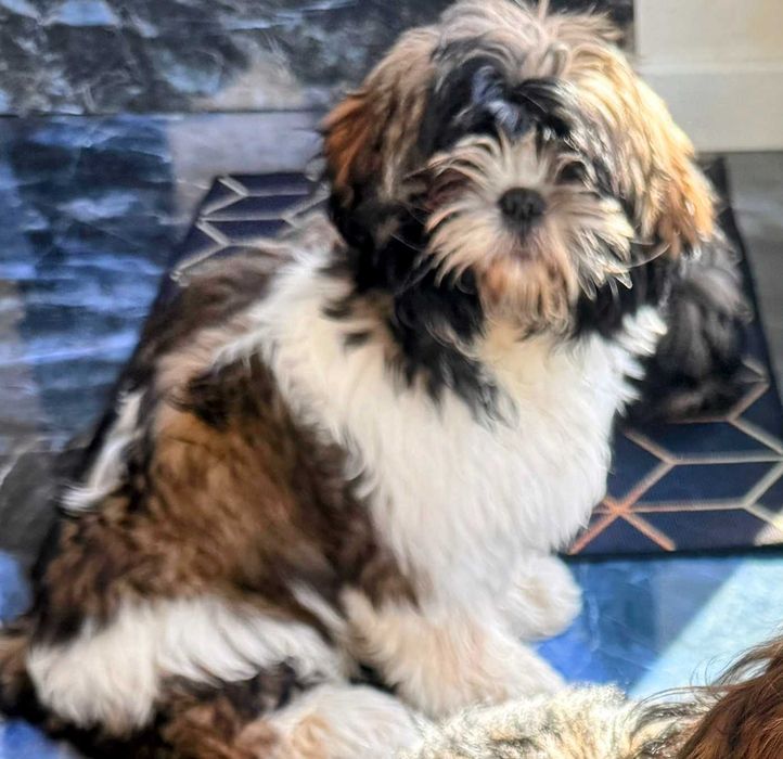 szczeniak shih tzu - Afrodyta