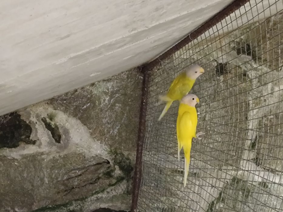 Ring nek cabeça ameixa ET...