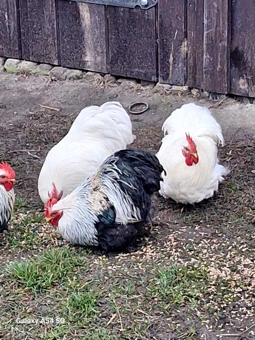 Kochin karzełek biały, kochiny