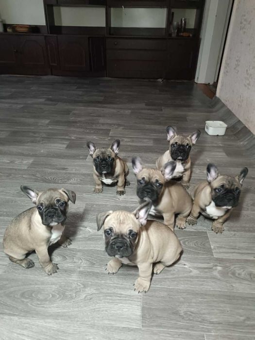 Дуже гарні породні цуценята французського бульдога