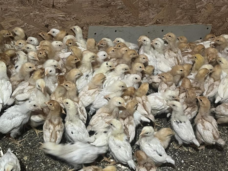 Продам підрощіх курочек!