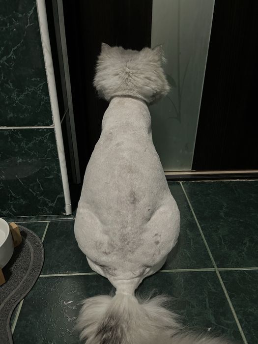 Стрижка котиків, грумінг котів Крюківщина, Вишневе,Білогородка